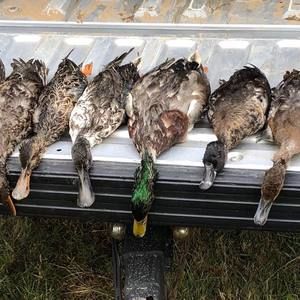 Meet your Posher, Bob